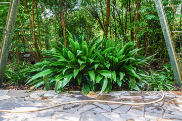 tropical green plant in garden