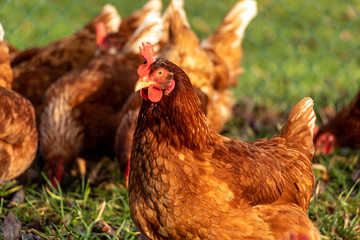Free range organic chickens poultry in a country farm, germany