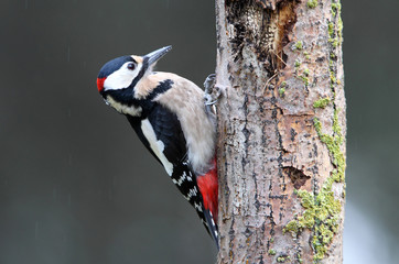 Adult male of Great spotted woodpecker photographed with the last lights of the afternoon, birds,...
