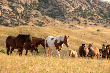 Ranch Horses