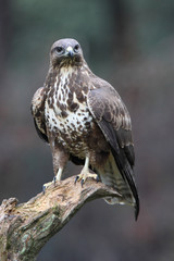 Common buzzard photographed with the last lights of the afternoon, birds, falcons, Buteo buteo