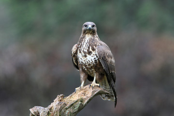 Common buzzard photographed with the last lights of the afternoon, birds, falcons, Buteo buteo