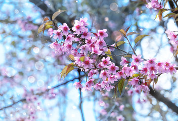 Soft focus Cherry Blossom or Sakura flower on nature background.Soft focus Cherry Blossom or Sakura flower on nature background.Soft focus Cherry Blossom or Sakura flower on nature background