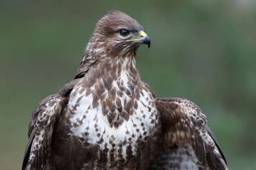 Common buzzard photographed with the last lights of the afternoon, birds, falcons, Buteo buteo