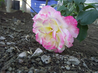pink rose wallpaper 