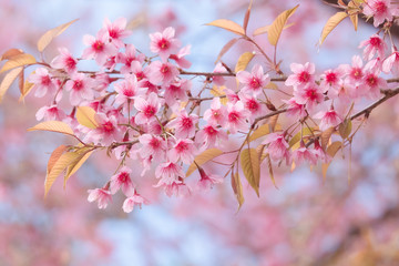 Soft focus Cherry Blossom or Sakura flower on nature background..