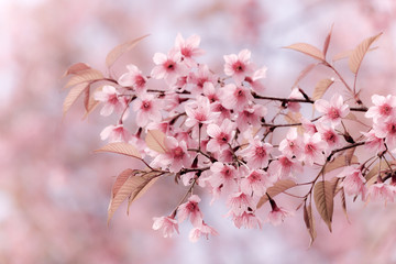 Soft focus Cherry Blossom or Sakura flower on nature background.Soft focus Cherry Blossom or Sakura flower on nature background..
