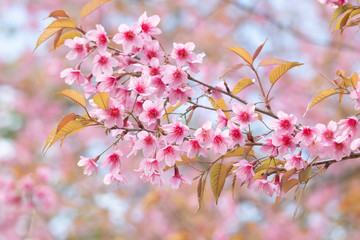 Soft focus Cherry Blossom or Sakura flower on nature background..