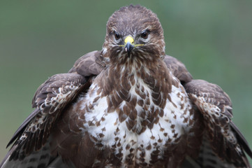 Common buzzard inside a pine forest, birds, raptors, Buteo buteo