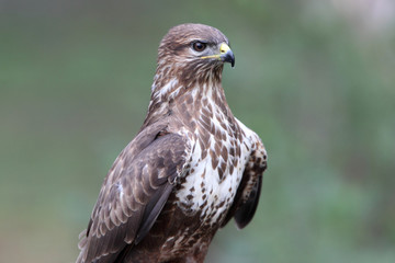 Common buzzard with the last lights of the sunset, Buteo buteo