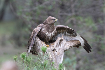 Common buzzard inside a pine forest, birds, raptors, Buteo buteo