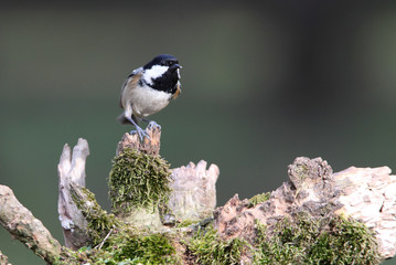 Coal tit in the last evening lights in a pine and oak forest