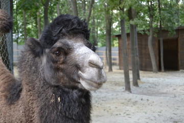 Camel