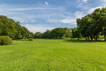 Green tree and green grass in public park with light blue sky and orange sunrise