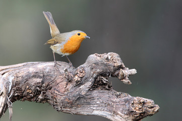 European robin, birds, , Erithacus rubecula