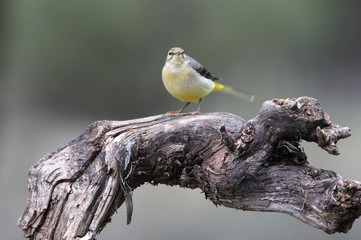 Grey wagtail on a stream in summer with the last evening lights