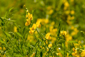 Obraz premium Beautiful backgrounds of summer wildflowers.