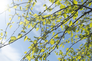 green leaves of a tree