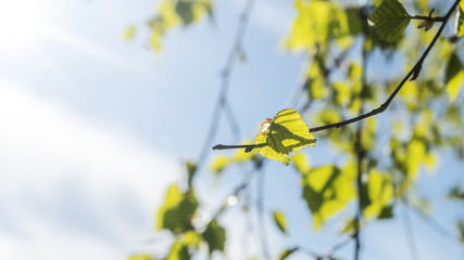 branch of a tree in spring