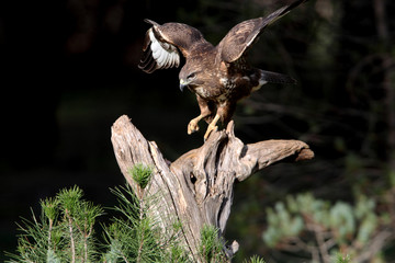 Common buzzard photographed with the last lights of the afternoon, birds, falcons, Buteo buteo