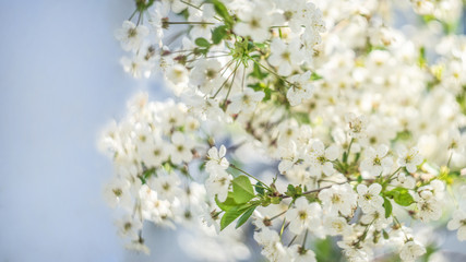 Blooming apple tree, beautiful white flowers against a blue sky, selective focus, soft bokeh.