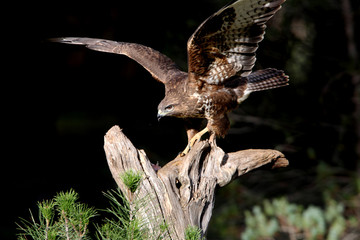Common buzzard photographed with the last lights of the afternoon, birds, falcons, Buteo buteo