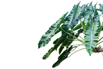 jungle leave plant isolated include clipping path on white background
