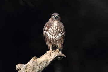 Common buzzard photographed with the last lights of the afternoon, birds, falcons, Buteo buteo