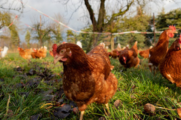 Free range organic chickens poultry in a country farm, germany