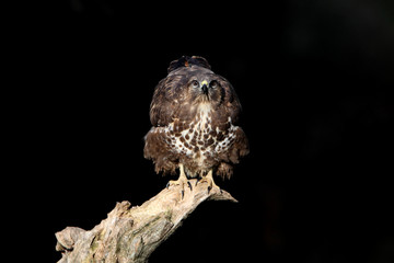 Common buzzard with the last lights of the sunset, Buteo buteo