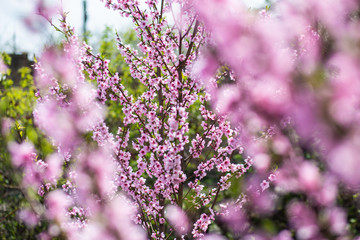 Blossoming peach tree branches