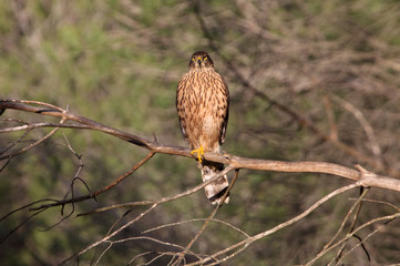 Young female of Northern goshawk, hawk, falcon, raptor, birdsAccipiter gentilis