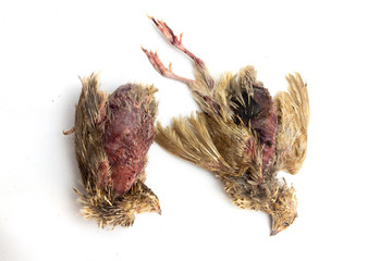 quail carcass - quail on the farm died of the virus ,isolated on white