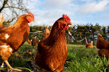 Free range organic chickens poultry in a country farm, germany