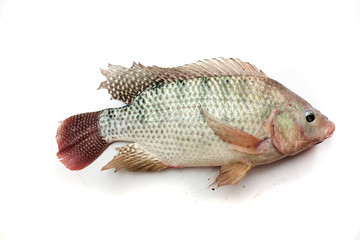 Nile tilapia fish isolated on white background 