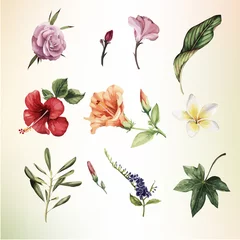 Tropische Blumen, Aquarell. Vektor-Illustration © ola-la