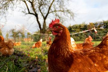 Free range organic chickens poultry in a country farm, germany