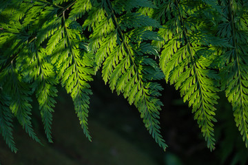 Beautiful ferns leaves in dark background.Light and shadow green leaves.