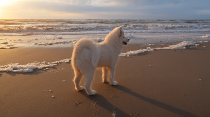 samoyed dog standing on the beach at sunset