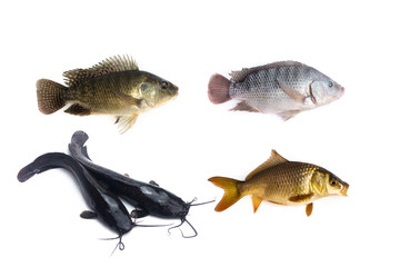 freshwater fishes collection isolated on white background