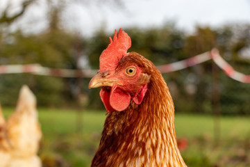 close up of a brown hen on an organic free range chicken farm, Germany