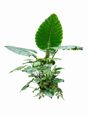 jungle leave plant isolated include clipping path on white background