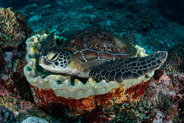 Fototapeta na wymiar Green Turtle Resting 