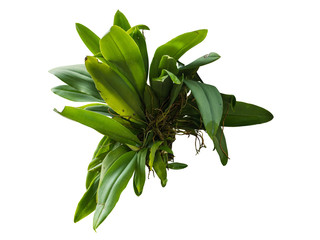 jungle leave plant isolated include clipping path on white background