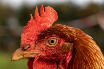 close up of a brown hen on an organic free range chicken farm, Germany