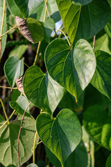Fototapeta na wymiar Heart-leaved moonseed herbal plant in a garden.(Tinospora cordifolia)Common names Gaduchi and Giloya.