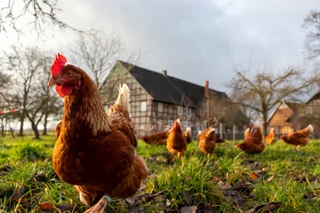 Draagtas Biologisch kippenpluimvee met vrije uitloop in een boerenbedrijf, duitsland © Martin