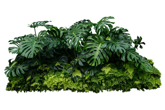 Fototapeta monstera jungle leave plant isolated include clipping path on white background
