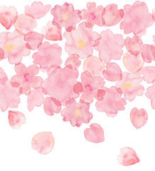 Watercolor illustration of cherry blossoms painted by hand