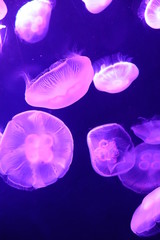 ピンク色に照らされるミズクラゲ